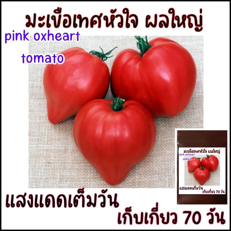 เมล็ดปลูกต่อได้ บรรจุ 12 เมล็ด เมล็ดพันธุ์ มะเขือเทศหัวใจ ผลใหญ่ pink oxheart tomato