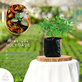 Treeno.9 T411 กะเพราฝรั่ง (Holy Basil) ส่งแบบ ถุงดำ 6 นิ้ว สูง 35-40 cm. สมุนไพรกลิ่นหอม ดอกเล็กสีสวย สรรพคุณประโยชน์มากมาย (ต้นไม้)