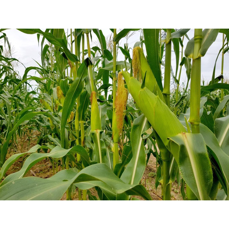 เมล็ดพันธุ์ ข้าวโพดข้าวเหนียวสวีทไวโอเล็ท 200g. 1Kg.  #ข้าวโพดข้าวเหนียว #เมล็ดข้าวโพด #เมล็ดพันธฺุ์ศรแดง - รูปที่ 3