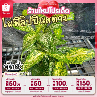 🎉เหลือ 12.- กรอกโค้ดDET50FEB ] ต้นไผ่ฟิลิปปินส์ ด่าง( Dracaena surculosa Florida Beauty) ต้นไม้ฟอกอากาศ พร้อมกระถาง ขน