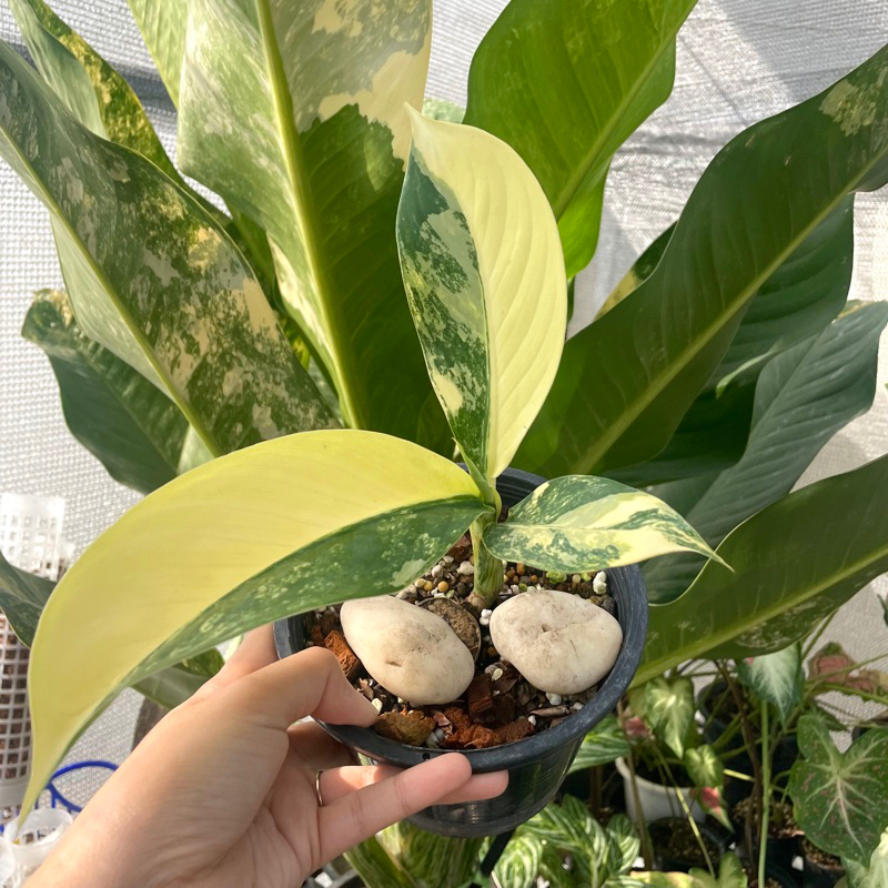 เศรษฐีวิลสันด่าง ไม้ชำข้อ ใบด่างสวยด่างชัด 🌱
