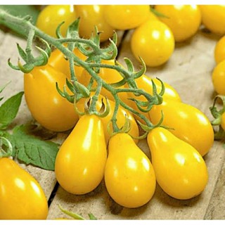 เมล็ดพันธุ์มะเขือเทศลูกแพร์เหลือง (Yellow Pear Cherry Tomato Seed) บรรจุ 15 เมล็ด ของแท้ คุณภาพดี ราคาถูก นำเข้าจากต่าง