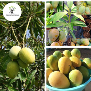 [ผลผลิตดีที่สุด] ต้นมะม่วงแก้วบ้านทาบกิ่งสูง 60-80ซม. สมบูรณ์พร้อมปลูก รับประกันของแท้ 100%