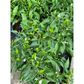 🌶️🌶️🌶️ต้นพริกขี้หนู กระถาง 5-8" สินค้าพร้อมส่ง😀