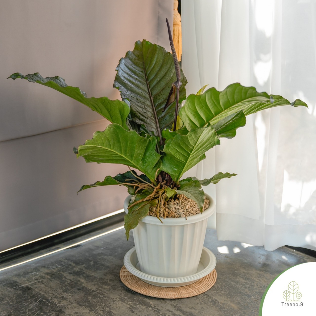 Treeno.9 T276 โชคเก้าชั้นใบดำ(Anthurium Black Dragon)กระถางสวยยุโรปสีขาว 10 นิ้ว **พร้อมโรยดินอคาดาม