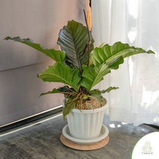 Treeno.9 T276 โชคเก้าชั้นใบดำ (Anthurium Black Dragon) กระถางสวยยุโรป สีขาว 10 นิ้ว **พร้อมโรยดินอคาดามะ สูง 60-80 cm. ไม้มงคล ไม้ฟอกอากาศปลูกในบ้านได้ (ต้นไม้)