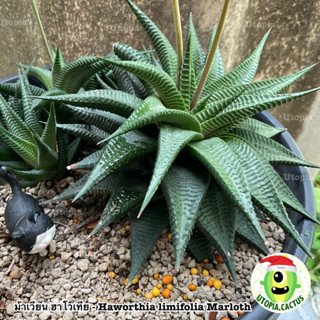 ม้าเวียน ฮาโวเทีย - Haworthia limifolia Marloth  Fairy Washboard