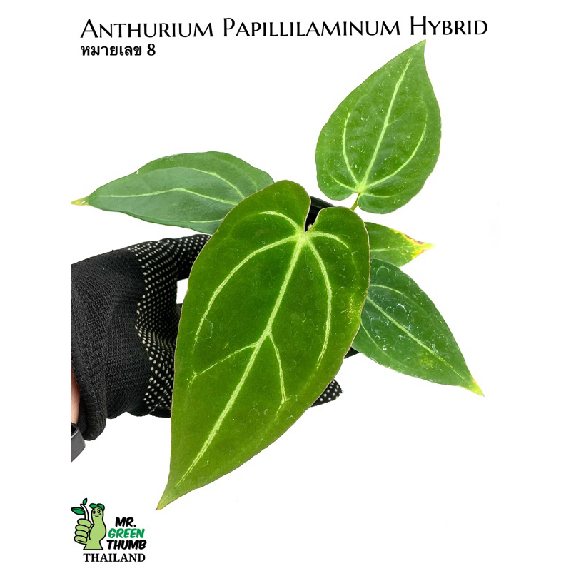 Anthurium Papillilaminum Hybrid วัวลูกผสมผิวกำมะหยี่ ขาวเล็ก หมายเลข 8