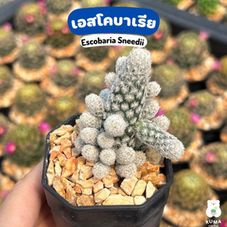 🧡 เอสโคบาเรีย ไม้หน่อ 🪴 Escobaria Sneedii 🍀🌵-- แคคตัส กระบองเพชร