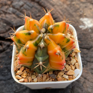 GYmno variagata seedings ขนาดกระถาง 3 นิ้ว (จัดส่งทั้งกระถาง) #กระบองเพชร #Cactus #ต้นไม้สวยงาม #ต้นไม้ขนาดเล็ก #ของฝาก