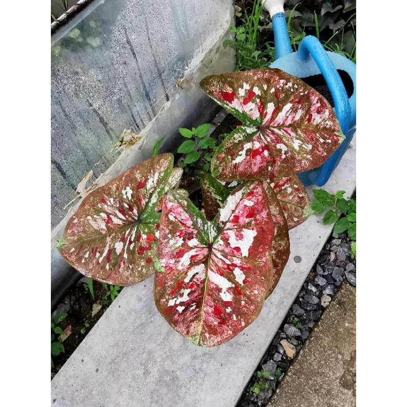 บอนสีธาตุบางแก้วกระถาง​ 4​ นิ้ว​ อายุ​ไม้​ประมาณ3เดือน