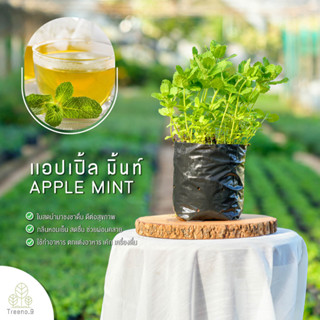 Treeno.9 T178  แอปเปิ้ล มิ้นท์ (Apple Mint) ส่งแบบ ถุงดำ 6 นิ้ว / สูง 15-30 cm. / สมุนไพรฝรั่ง กลิ่นหอม ดีต่อสุขภาพ (Herb)