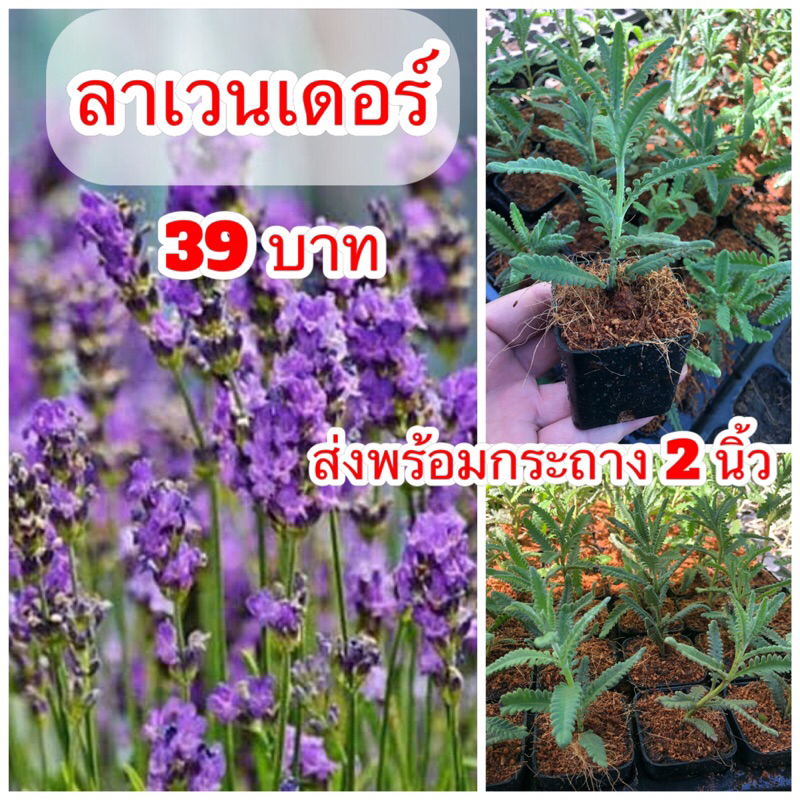 #ลาเวนเดอร์ ไฮบริด ส่งพร้อมกระถาง2 นิ้ว