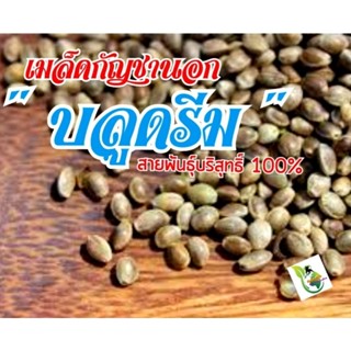 🌿เมล็ดพันธุ์กัญชานอก🌿บลูดรีม🌿 ตรงตามสายพันธุ์ 100% รับประกันการงอก‼️