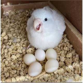 💥ไข่เชื้อนกแก้วหลากหลายสายพันธุ์ 🦜ไข่มีเชื้อ💯% ✅รับประกันการจัดส่งทุกออเดอร์
