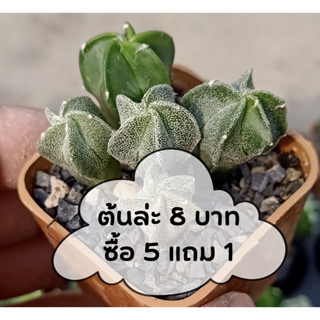 มาริโอ 🪴  Astrophytum myriostigma หรือแคคตัสหมวกสังฆราช อายุ 6 เดือน ขนาด 1 เซน