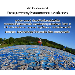Phurice ปลาซิวน้ำจืด อบสุกไม่ทอด พร้อมทาน มาตรฐาน อย.ปลาซิวแก้ว