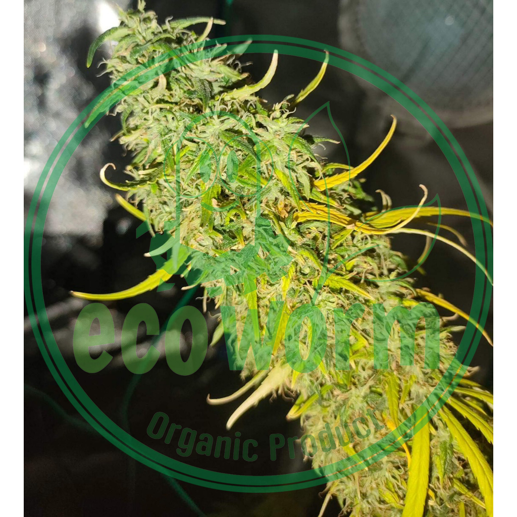 ปุ๋ย เร่งดอก มูลค้างคาวแท้100%🦇 Bat Guano(มูลเบา-มูลแห้ง-ไม่ผสมเพื่อเพิ่มน้ำหนัก)(P)High ติดดอก - รูปที่ 5