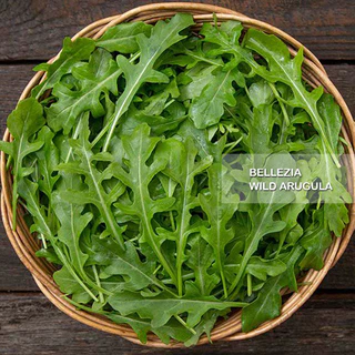 1แถม1 เมล็ดผักนำเข้า เมล็ดไวลด์ร็อกเก็ต อารูกูล่า Wild Arugula, Rocket (Organic Seed) รอคเก็ต Roquette ปันอินทรีย์