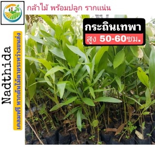 กระถินเทพา 35-40ซม. ต้นกระถินเทพา กระถินนรง ต้นกะถินเทพา กะถินเทพา