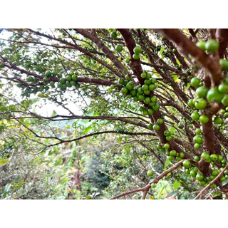 ต้นกล้าองุ่นบราซิล🍇 🌳ต้นที่ขายอายุมากกว่า5ปี สูง80ซม.ขึ้นไป 🪴องุ่นต้น หรือ ฌาบูชีกาบา 🍇