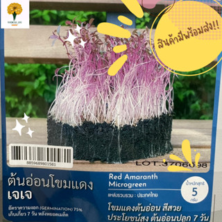 เมล็ด ต้นอ่อนโขมแดงเจเจ ( Red Amaranth Microgreen )