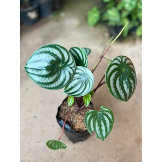 🪴ต้นเปเปอร์โรเมีย ลายแตงโม Watermelon peperomia🍉ส่งแบบถุง