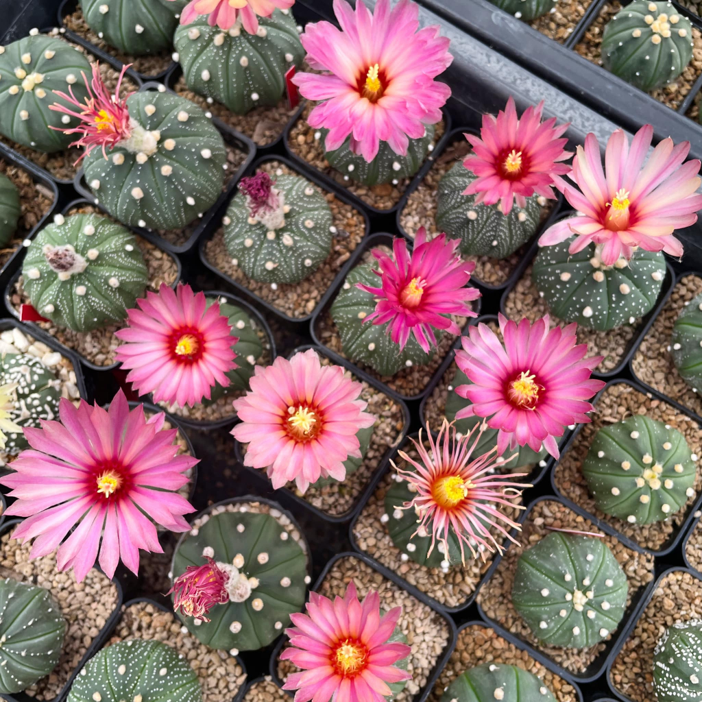 แอสโตรดอกแดง/ลูกดอกแดง ต้นขนาด 2.5-6 cm   Astro Phytum  Akabana