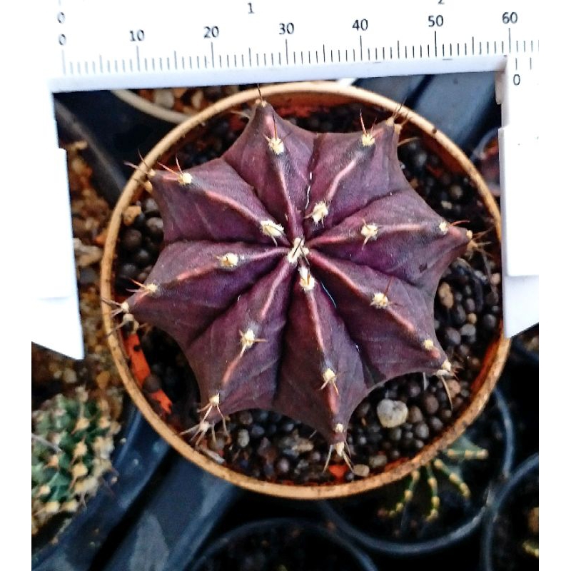 แคคตัส ยิมโน โคลน Black Pearl PTS แบล็คเพิร์ลเชื้อคริส