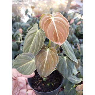 Philodendron Melanochrysum ฟิโลเดนดรอน เมลาโนไคลซัม