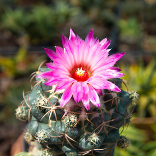 Coryphantha elephantidens ช้างดอกชมพู / Cactus / ไม้ดอก / ไม้สะสม/ ไม้ประดับบ้าน / ของขวัญ