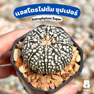 💙 แอสโตรไฟตัม ซุปเปอร์ 🌷Astrophytum Super 🌵🍀-- แคคตัส กระบองเพชร