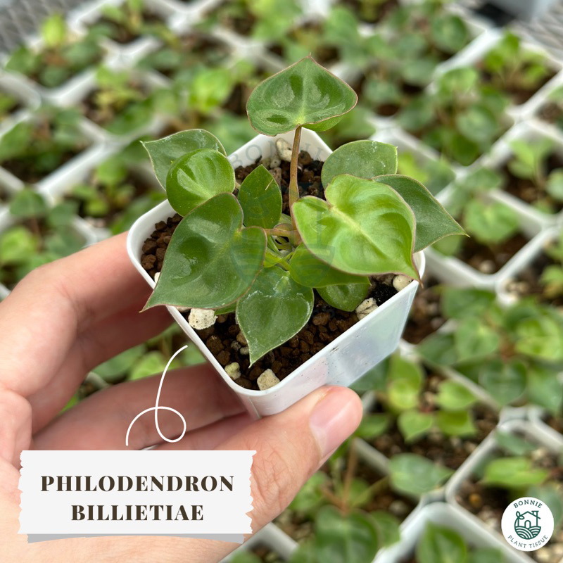 ไม้เนื้อเยื่อฟิโลเดนดรอน ก้านส้มลุ้นด่าง (Philodendron billietiae) อนุบาลแล้ว 1-3 เดือน