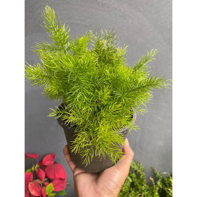 ต้นปริกน้ำค้าง#ไม้จัดสวน#กระถาง 5-8 นิ้ว