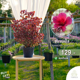 Treeno.9 T31 ชบาเมเปิ้ล cranberry hibiscus สูงสวยมากกว่าเดิม ล๊อตใหม่ กระถาง 8 นิ้ว ไม้ประดับ ใบดอกสีสวยสดใส แดงอมม่วง (กรอกโค้ด S7CRTC ลด 40.- ไม่มีขั้นต่ำ)