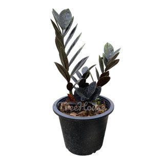 กวักมรกตดำ กระถาง 8 นิ้ว (มีหัวทุกต้น) (zamioculcas zamiifolia black) Pot 8"