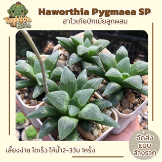 ฮาโวเทีย Haworthia Pygmaea SP ไม้ในกระถาง2" (ส่งแบบล้างราก)