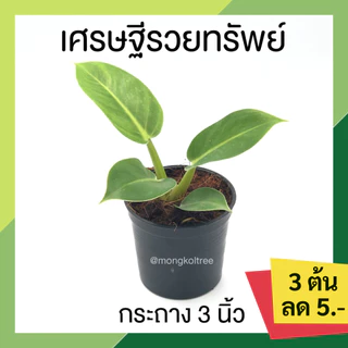 🔥 โปร 7.7 🔥[3 ต้น ลด 5.- ] เศรษฐีรวยทรัพย์ กระถาง 3 นิ้ว ฟอร์มสวย ไม้มงคล เสริมโชคลาภ ไม้ประดับ ไม้ฟอกอากาศ เสริมบารมี