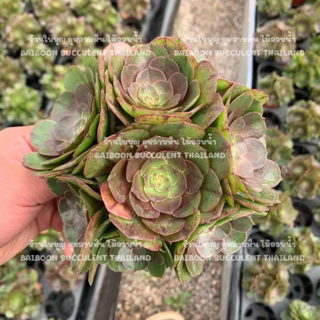 Aeonium​ Halloween ฟอร์มกอช่อดอกไม้ กุหลาบหิน​น่ารัก​พร้อมส่ง​ ร้านใบบุญ​ กุหลาบหิน​ ไม้อวบน้ำ​ Succ