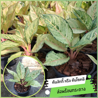 ต้นลักกี้หรือต้นโชคดีไม้มงคลตระกูลอโกลนีมา(Aglaonema Lucky)  ต้นลัคกี้ส่งเป็นต้นพร้อมกระถาง