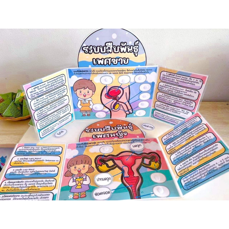สื่อปันสุข บอร์ดเกมการศึกษาระบบสืบพันธุ์ ได้ทั้งเพศชายและหญิง