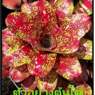 สับปะรดสี Bromeliad Neoregelia Mamorata Hybrid var จำนวน 1 ต้น จัดส่งแบบถอดกระถาง ต้นไม้สวยงาม ฟอกอากาศ ต้นไม้มงคล