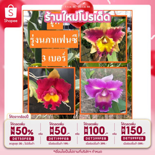 [ลดเหลือ 65 โค้ดหน้าร้าน+INCLV22] กล้วยไม้ แคทลียา รุ่งนภาแฟนซี