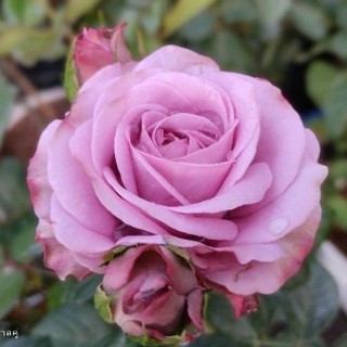 กุหลาบ เพอเพิ่ล เทอราสซ่า( Purple terrazza rose)