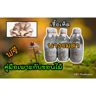 เชื้อเห็ดนางรมดำ นางรมฮังการี ชุด 5 ขวด