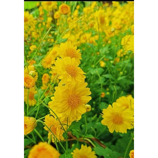 (ซื้อ3 ซอง แถม 1 ซอง )เมล็ดดอกเก๊กฮวยเหลือง3000เม็ด/ 1 ซอง🌼🌼 ได้เมล็ดเยอะเกินคุ้ม