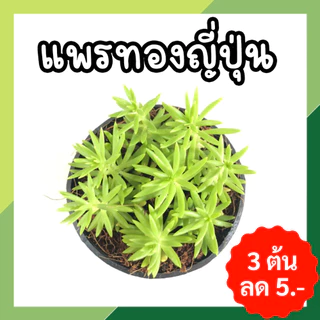 💥6 ต้น ลด 20 บาท 💥 กดสั่ง 6 ต้นได้เลยค่ะ (กระถาง) ชุดที่2 ต้นไม้มงคลจิ๋ว แถมปุ๋ยอินทรีย์ ต้นไม้มงคลโชคลาภ