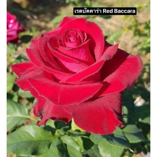 กุหลาบ - เรดบัคคาร่า​ Red Baccara  ดอกใหญ่กลีบดอกกำมะหยี่  ไร้หนาม