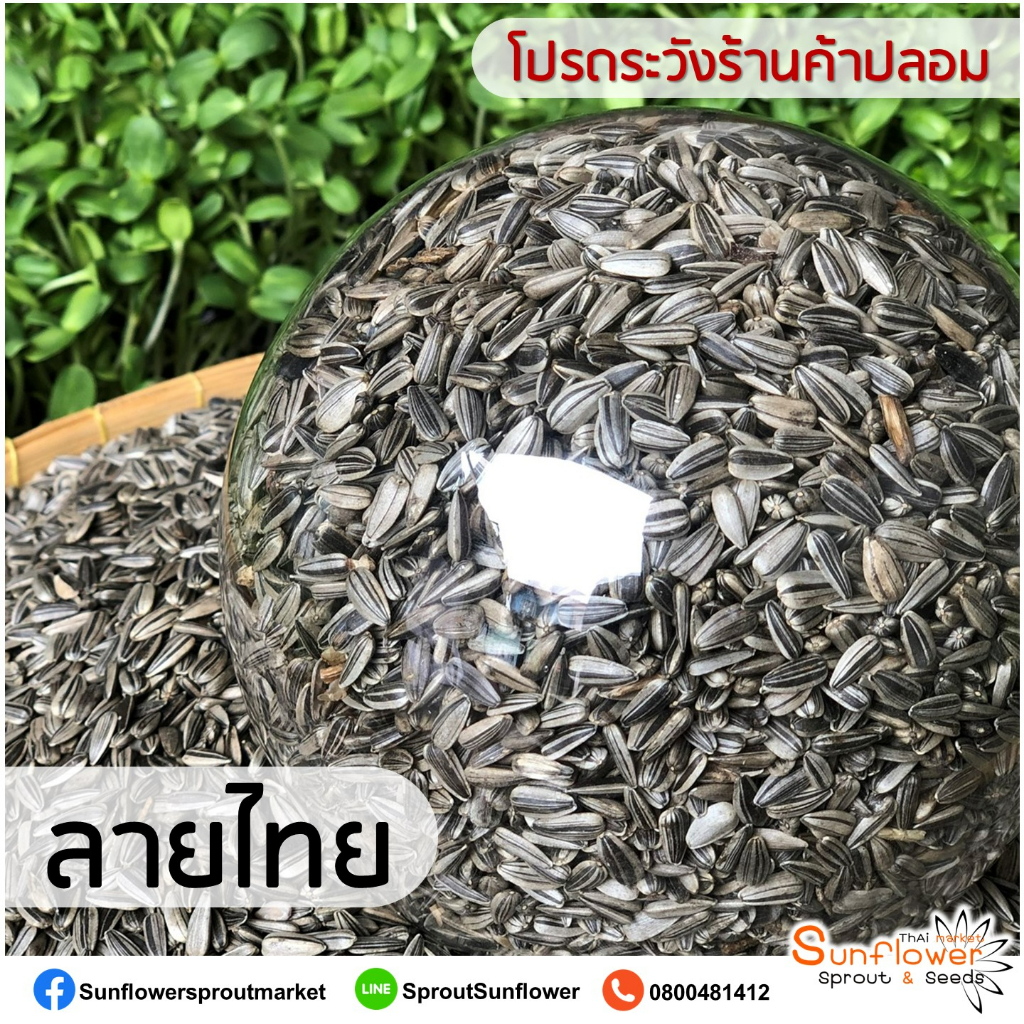 เมล็ดต้นอ่อนทานตะวัน ลายไทย บรรจุถุงละ 1 กิโลกรัม