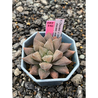 Haworthia Hybird Thailand (ส่งทั้งกระถาง) ไม้อวบน้ำ ต้นไม้ประดับ ไม้ต่างประเทศ  Succulnt